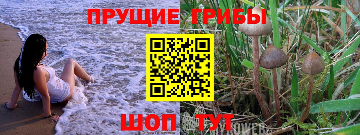 Псилоцибиновые грибы GOLDEN TEACHER  Галлюциногенные грибы Psilocybe  Черногорск 